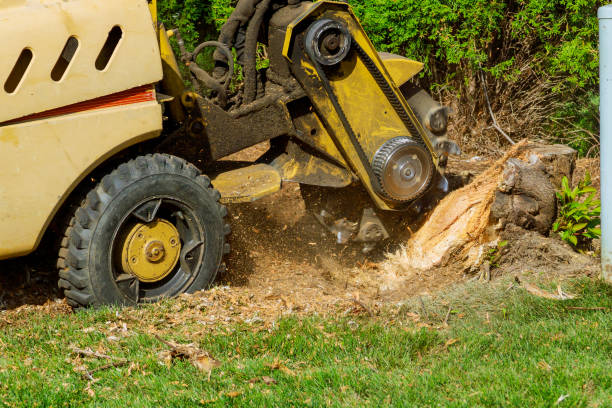 Professional Tree Removal in Houston, PA