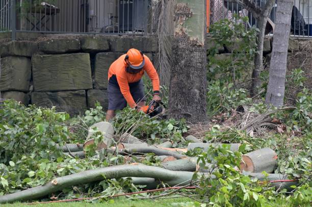 Best Tree Mulching  in Houston, PA